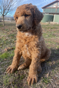 Rocket - Red Boy Playing